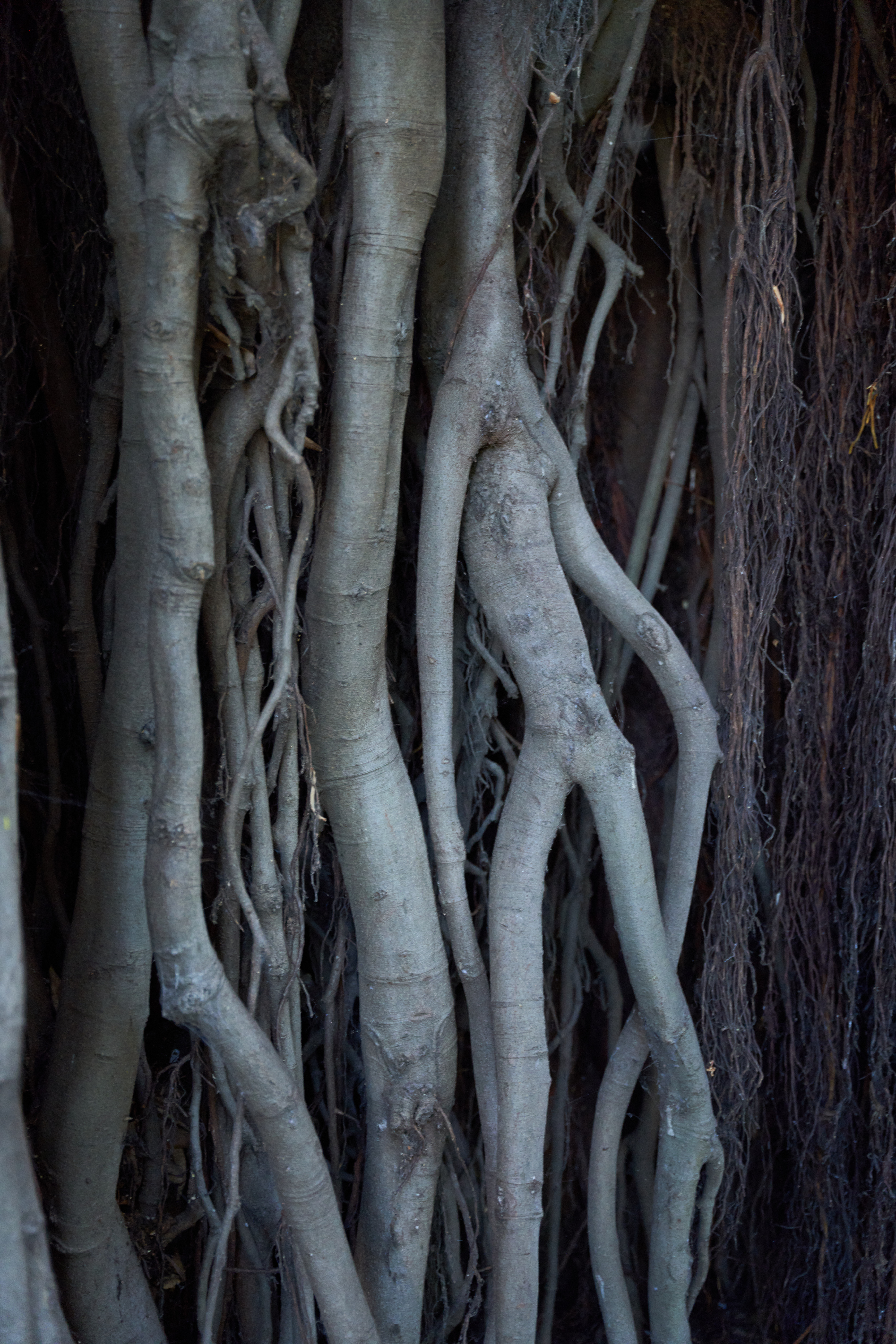 Close up photograph of aerial roots of the fig tree