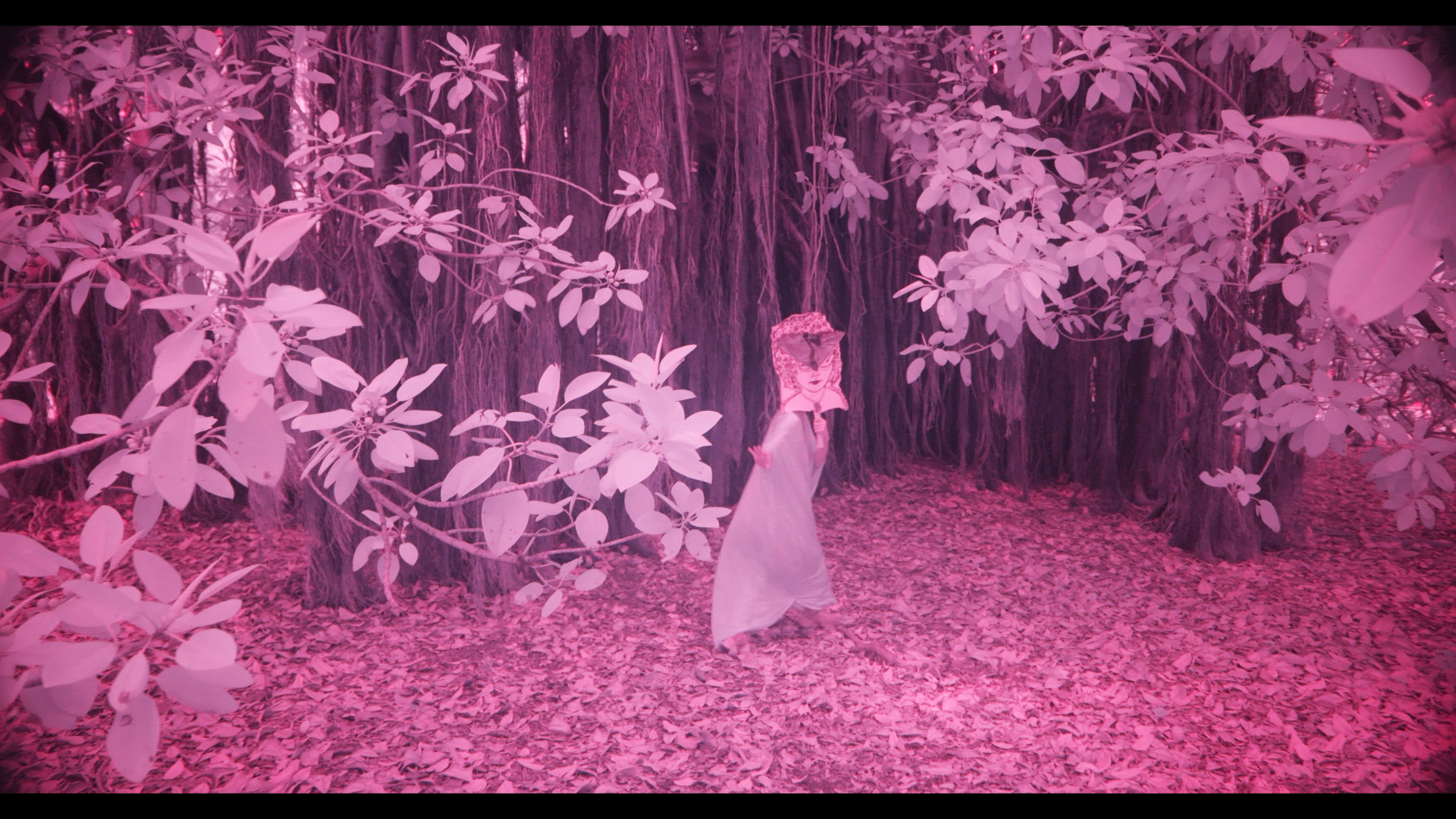 Infrared photo of masked dancer within the fig tree